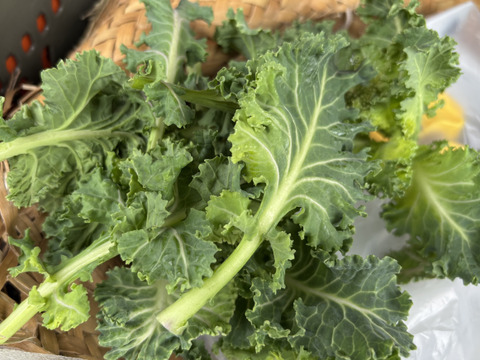 【訳あり特価】栄養満点！希少野菜 プチヴェール 200g（埼玉県産）