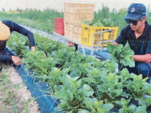 ぬるぬる野菜！つるむらさき　500ｇ