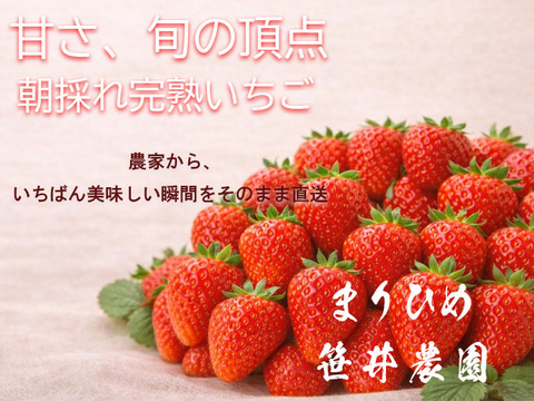 朝採れ、完熟収穫いちご　まりひめ　1～2月発送　250g × 2p