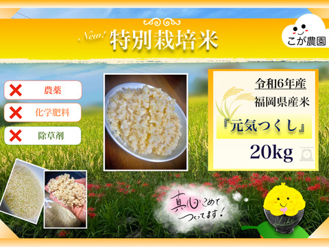 準自然米 大好評の福岡県産「元気つくし」令和6年産 玄米20kg：福岡県 