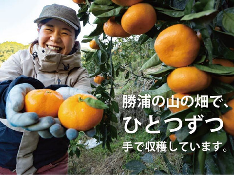 【寒い冬にどうぞ】今が一番おいしい中生みかん（家庭用）5kg｜勝浦町産