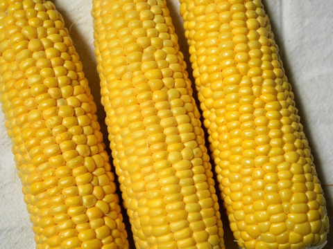 8本・お試し価格【最上級・プレミアムとうもろこし（糖度20度程度）】サニーショコラ