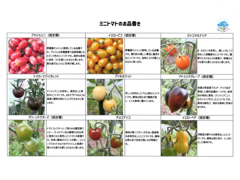 彩り豊かなこく旨カラフルミニトマト　１ｋｇ（５～７品種入）