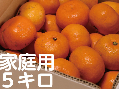 【寒い冬にどうぞ】今が一番おいしい中生みかん（家庭用）5kg｜勝浦町産