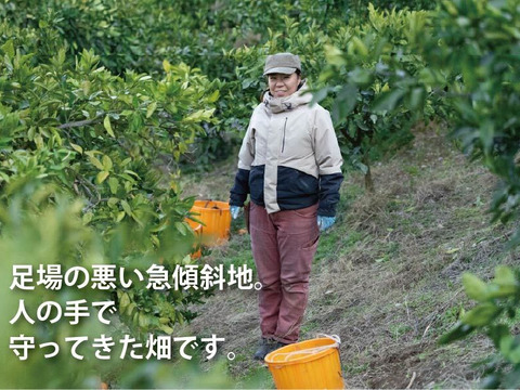 【寒い冬にどうぞ】今が一番おいしい中生みかん（家庭用）3kg｜勝浦町産