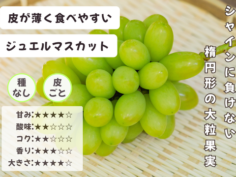 お盆シーズンにお届け可能　シャインマスカット入り　『岡山県産ぶどう』　おまかせ3種食べ比べセット　1.5キロ以上