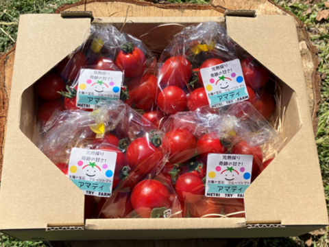 【父の日ギフト】金賞フルーツトマト『アマティ』1kg（250gx4p）