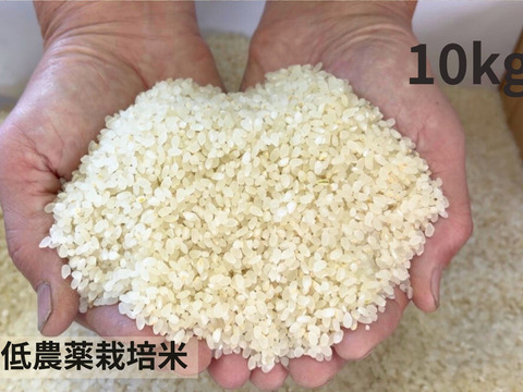 【令和７年産】低農薬栽培米　コシヒカリ　白米　１０kg