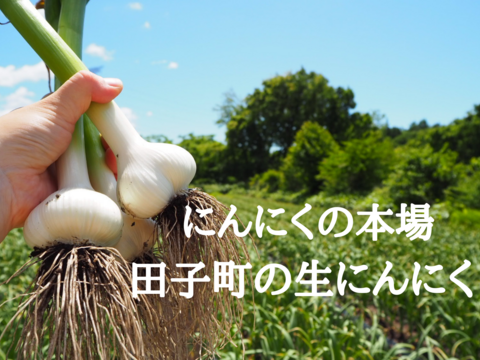 訳あり土付き「生にんにく」20玉【たくさん食べたい人向け】【父の日ギフト】