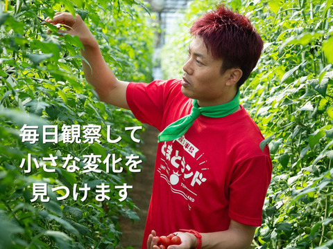 ♦訳ありでお得８%off♦見た目より味で勝負！出汁を与えた超濃厚ミニトマト　農カード付　2.0kg　出汁推し実