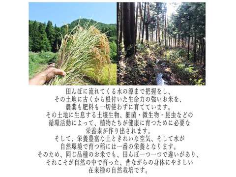 グルテンフリー 地上最強の植物 沖縄県産モリンガ入り 玄米粉ぱすた 6食入り 山形県産の加工品 食べチョク 産地直送 産直 お取り寄せ通販 農家 漁師から旬の食材を直送 グルテンフリー 地上最強の植物 沖縄県産モリンガ入り 玄米粉ぱすた 6食入り 山形県産の加工品 食べチョク 産地直送 産直 お取り寄せ通販 農家 漁師から旬の食材を直送