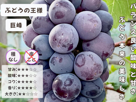 お盆シーズンにお届け可能　シャインマスカット入り　『岡山県産ぶどう』　おまかせ3種食べ比べセット　1.5キロ以上