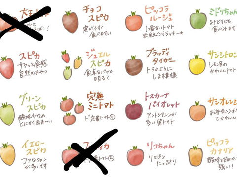 【トマト食べ比べ】13種のトマトの宝石箱