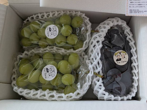 【食べる喜び・贈る喜びを感じる】シャインマスカットと巨峰のセット1㎏