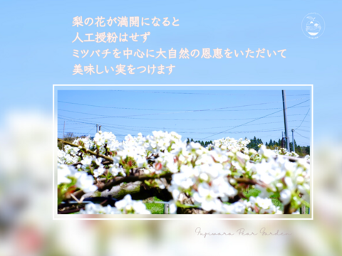 【豊里】5kg  大分県オリジナル品種＊品格ある爽やかさ＊おしゃれなマダムの風味＊希少品種＊高級大玉品種＊庄内甘熟梨＊女性に人気　7~12玉【ご贈答】【ギフト】11月上旬頃〜発送