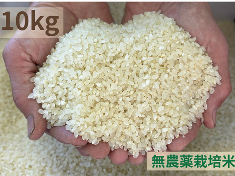 【令和７年産】農薬不使用　コシヒカリ　白米　10kg（真空袋５kg×２袋）