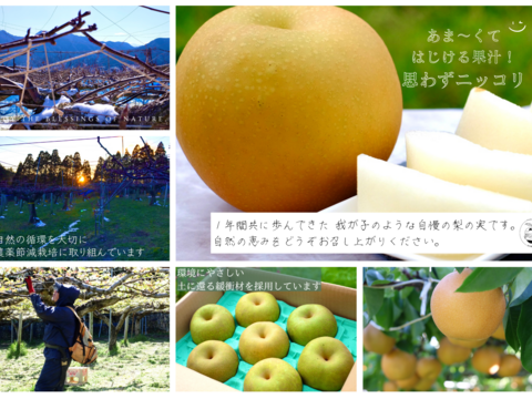 【豊里】5kg  大分県オリジナル品種＊品格ある爽やかさ＊おしゃれなマダムの風味＊希少品種＊高級大玉品種＊庄内甘熟梨＊女性に人気　7~12玉【ご贈答】【ギフト】11月上旬頃〜発送