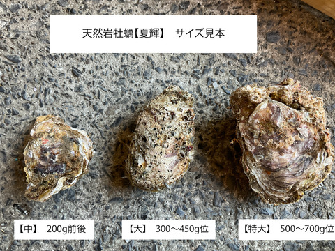 【夏の御馳走】夏輝/鳥取沖産/天然岩牡蠣/大サイズ/15個【生】【夏ギフト】