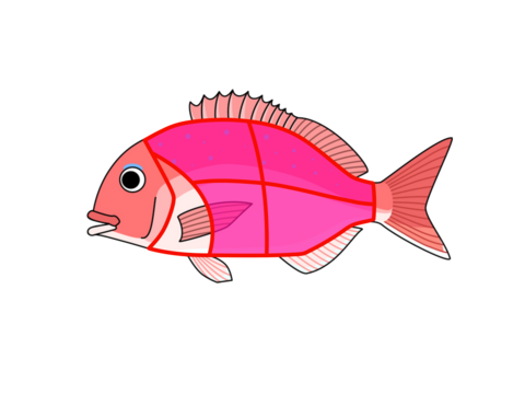 【もちもちで甘～い】獅子島産真鯛（養殖）お刺身　6パック