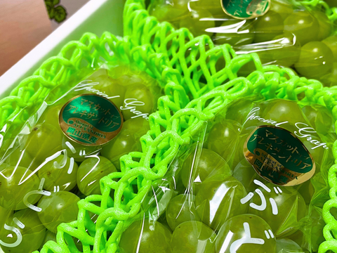 忘れられない美味しさと香り　岡山県からお届け　マスカットオブアレキサンドリア　1.5キロ以上