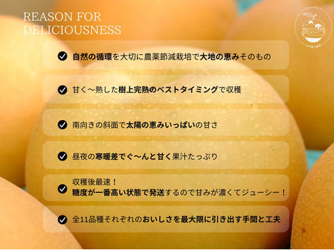 【豊里】3kg  品格ある爽やかさ＊おしゃれなマダムの風味＊大分県オリジナル品種＊希少品種＊高級大玉品種＊庄内甘熟梨＊女性に人気　5~8玉【ご贈答】【ギフト】11月上旬頃〜発送