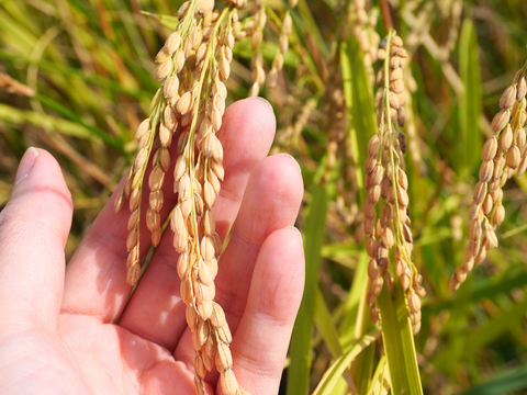 貴重なオーガニック米で作った飲む美容液【無添加ノンアルコール】風さやか　米麹甘酒５００㎖