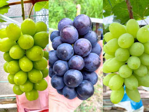 岡山県産ぶどうセット 福袋岡山県産ぶどう詰合せセット（全4品）8月中旬頃～9月上旬発送