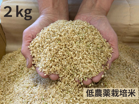 【令和７年産】低農薬栽培米　コシヒカリ　玄米　2.5kg