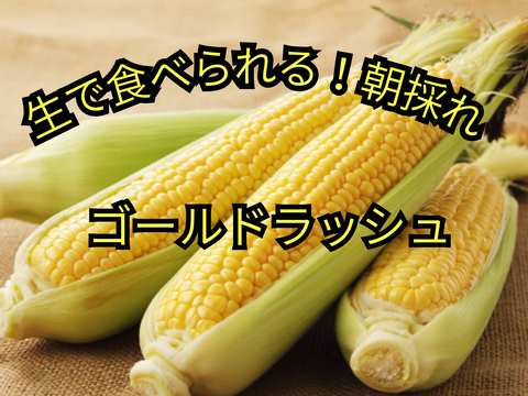 【6月中旬発送】とうもろこしゴールドラッシュ 2Lサイズ10本入