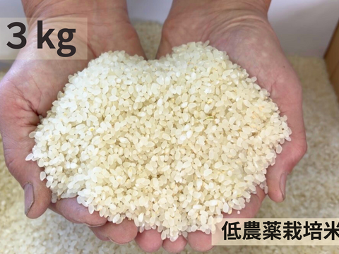 【令和７年産】低農薬栽培米　コシヒカリ　白米　3kg
