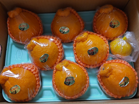 めちゃ大人気❗️不知火デコ柑2、5キロ7〜11玉