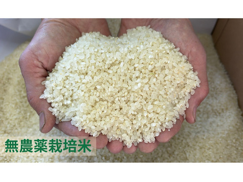 【令和７年産】栽培期間中農薬不使用　コシヒカリ　白米　3kg　贈答用
