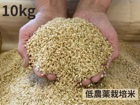 【令和７年産】低農薬栽培米　コシヒカリ　玄米　１０kg