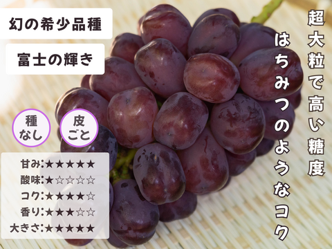 お盆シーズンにお届け可能　シャインマスカット入り　『岡山県産ぶどう』　おまかせ3種食べ比べセット　1.5キロ以上