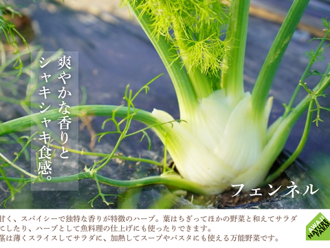 【淡路島産】冬ギフト_旬の冬野菜セット！ 6~7種詰め合わせ