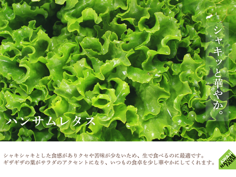 【淡路島産】冬ギフト_旬の冬野菜セット！ 6~7種詰め合わせ