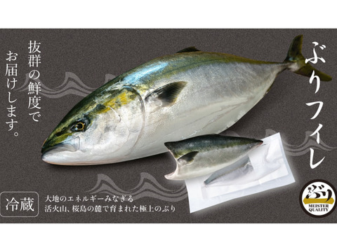 【鹿児島産ぶり】2.0kg以上 冷蔵・ぶりフィレ（半身2枚）