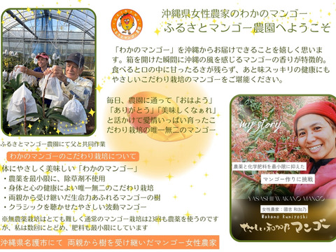 ご家族で大満足 数量限定】沖縄完熟マンゴー 2kg（4〜6玉）：沖縄県産