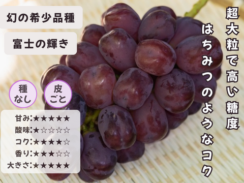 お盆シーズンにお届け可能　シャインマスカット入り　『岡山県産ぶどう』　おまかせ3種食べ比べセット　1.5キロ以上