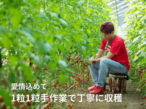 【12月発送】☆初めての方限定☆少量お試し☆超濃厚ミニトマト　400g　家庭用　
プチトマト