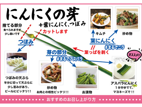 【予約限定】青森県産！農薬不使用のにんにくの芽＋葉＋つぼみ 約５００ｇ【令和７年新物！】