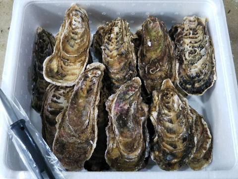 日本一深い海で熟成された深海牡蠣！『碧』　大サイズ　１５個入　もちろん生食用