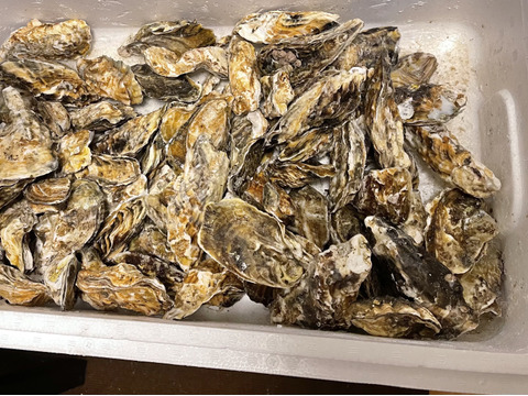 まいちん　牡蠣15kg Amazon.co.jp: 真牡蠣｜兵庫県 白浜産『キューティーカキー