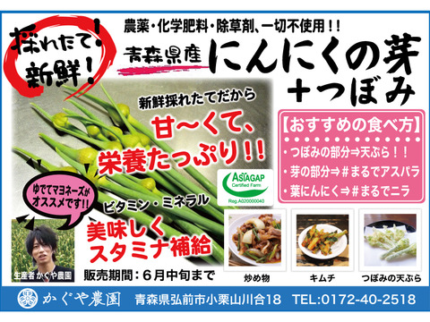 【予約限定】青森県産！農薬不使用のにんにくの芽＋つぼみ 約４キロ【令和６年新物！】