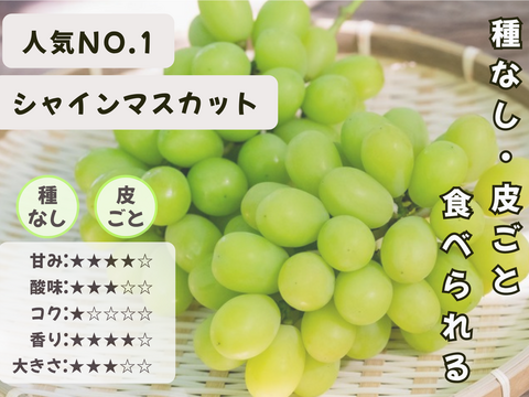 お盆シーズンの贈り物に！『岡山県産ぶどう』シャインマスカット 1.5キロ以上お入れ致します
