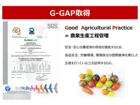 【食べ比べギフト】７色カラフルミニトマト3箱セット：熊本県産：ギフトメッセージ対応