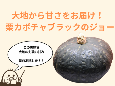 大地から甘さをお届け！栗カボチャブラックのジョー！食べきりやすいサイズを選びます。1.3kg以上確約　２個入り　南瓜界のユーティリティプレイヤー　どんな料理にも上品なかぼちゃの甘さで大活躍！！