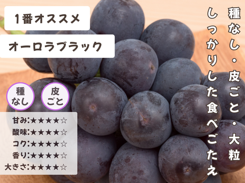 お盆シーズンにお届け可能　シャインマスカット入り　『岡山県産ぶどう』　おまかせ3種食べ比べセット　1.5キロ以上