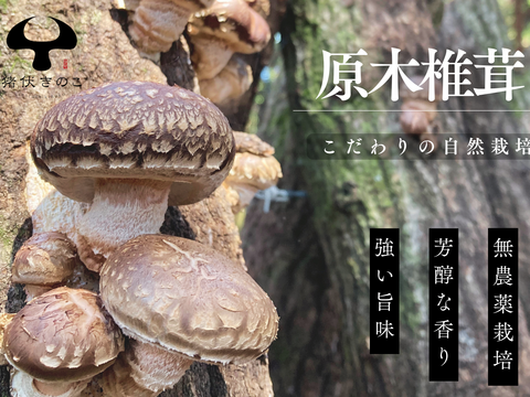 【２袋セット】大分県産「原木栽培」肉厚どんこ50g スライス干し椎茸40g