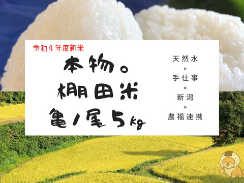 えっ？亀ノ尾？天然水で育てた「亀ノ尾」棚田米　5ｋｇ　令和4年度産米